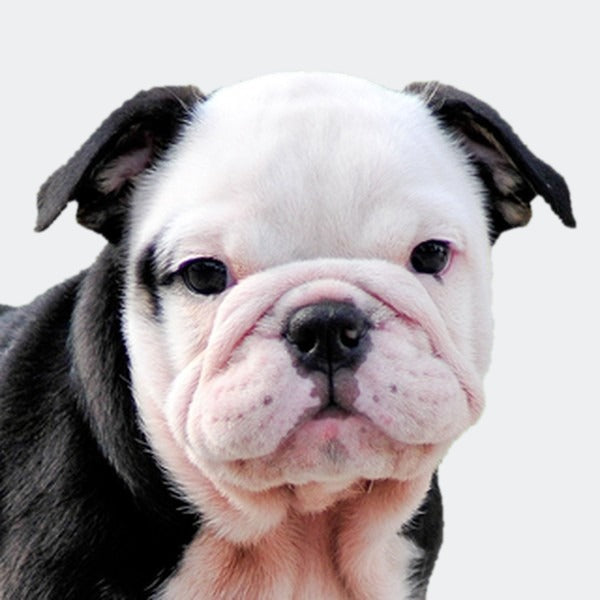 Cachorros