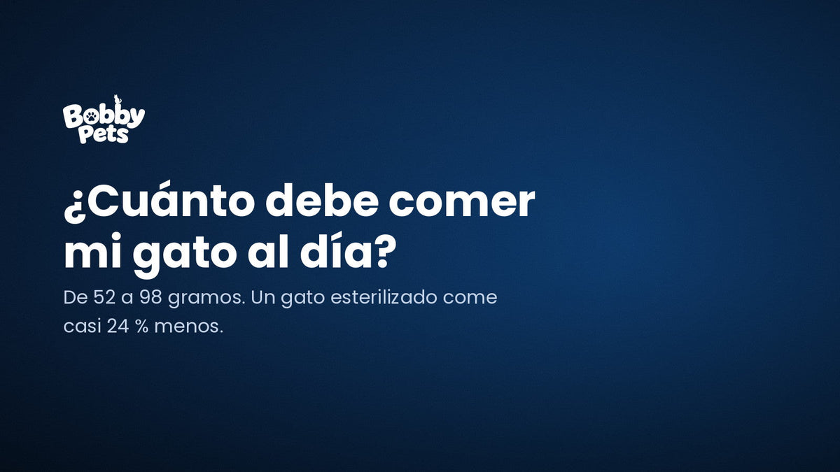 Guía Bobby Pets: cuánto debe comer un gato al día