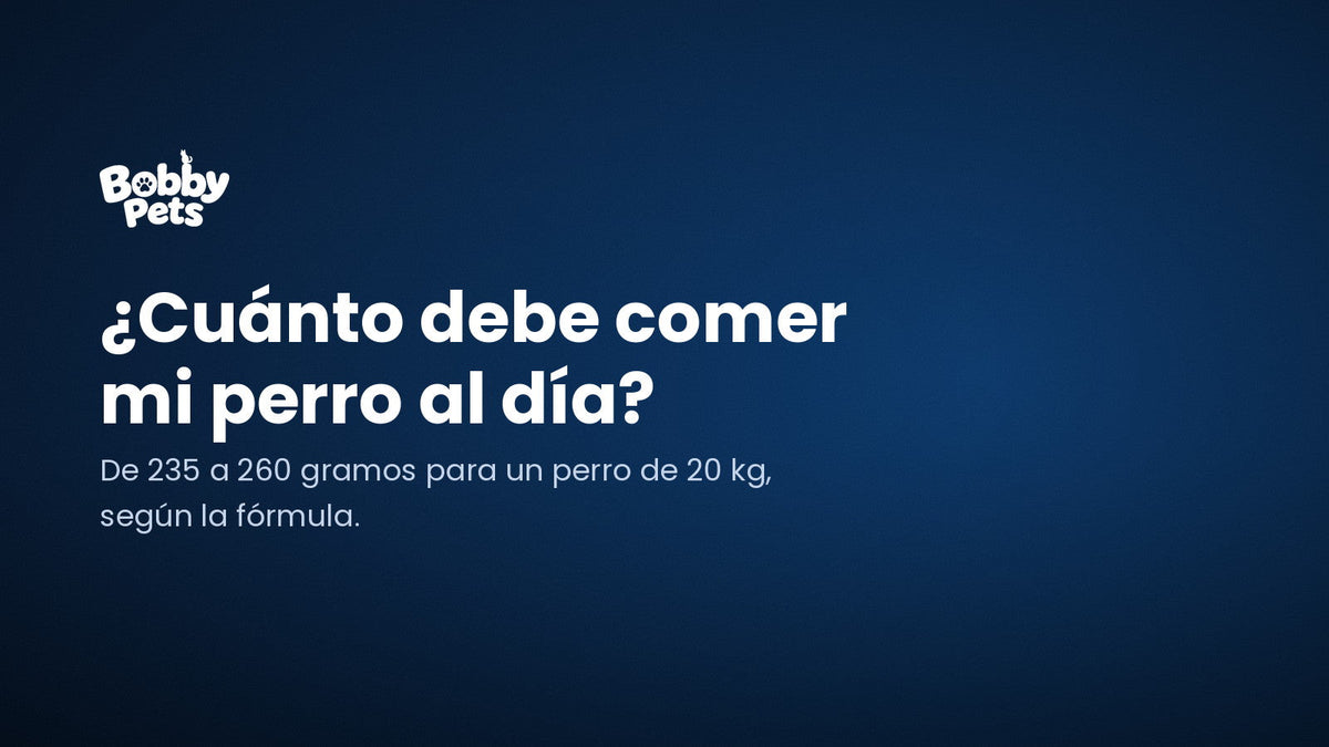 Guía Bobby Pets: cuánto debe comer un perro al día