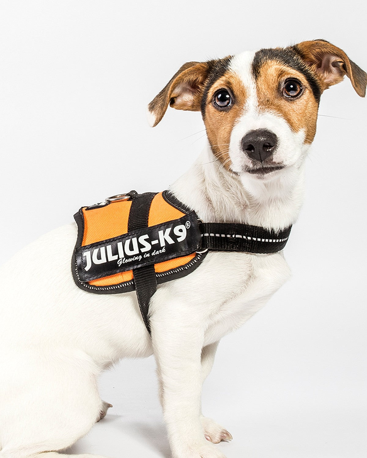 julius-k9