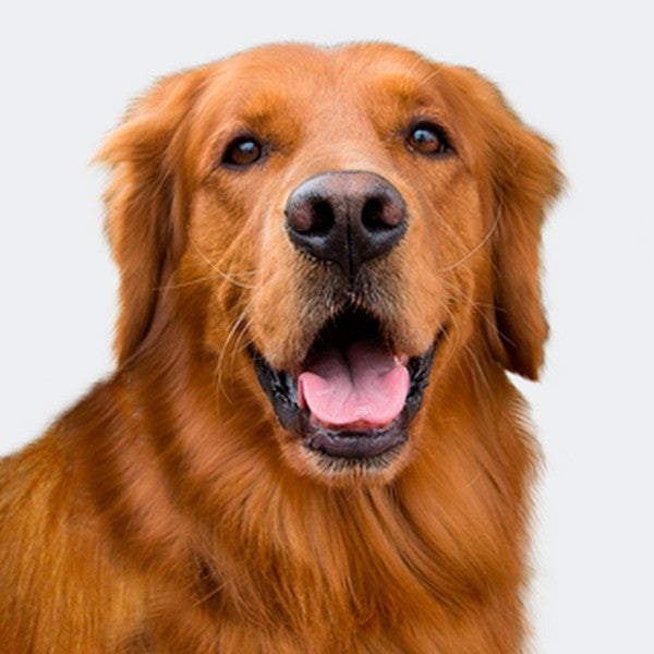Alimento y accesorios para perro