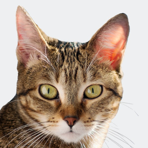 Alimento y accesorios para gato