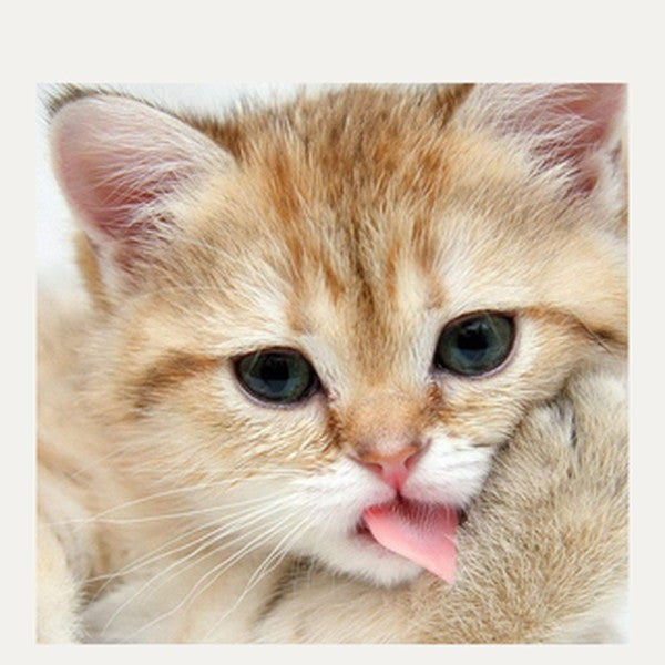 Alimento para gatitos