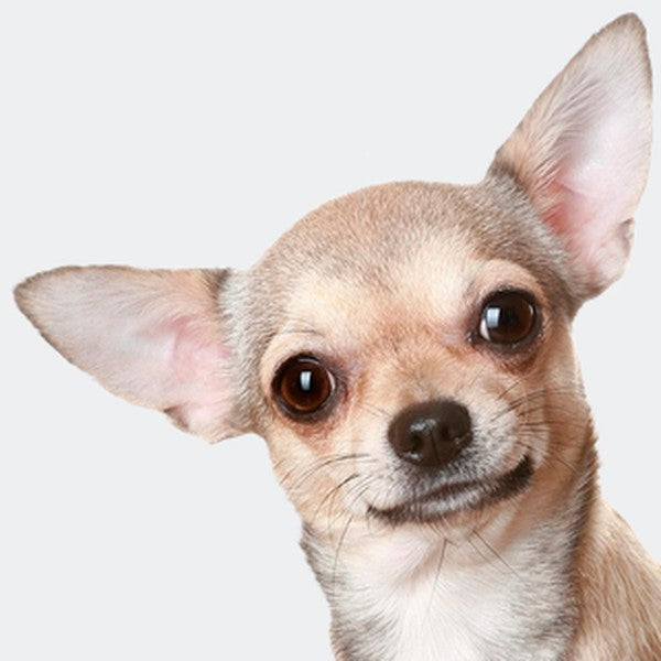 Alimento para cachorros