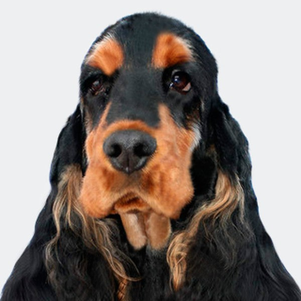 Perros medianos
