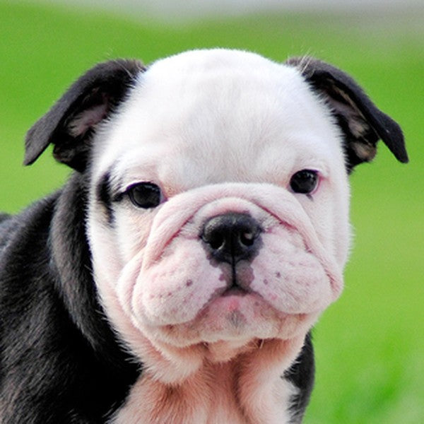 Cachorros