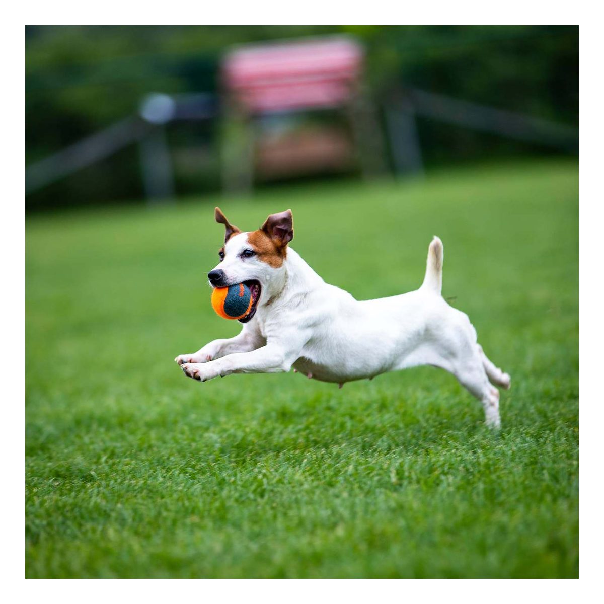 GiGwi 2 Pelota de tenis Skipdawg