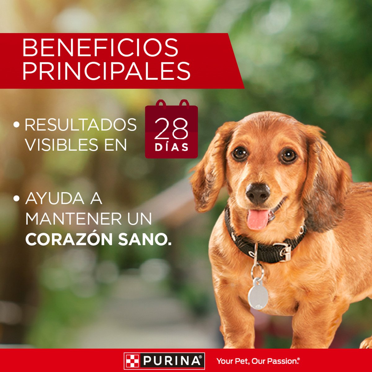 Purina ONE Cachorro 6x2kg