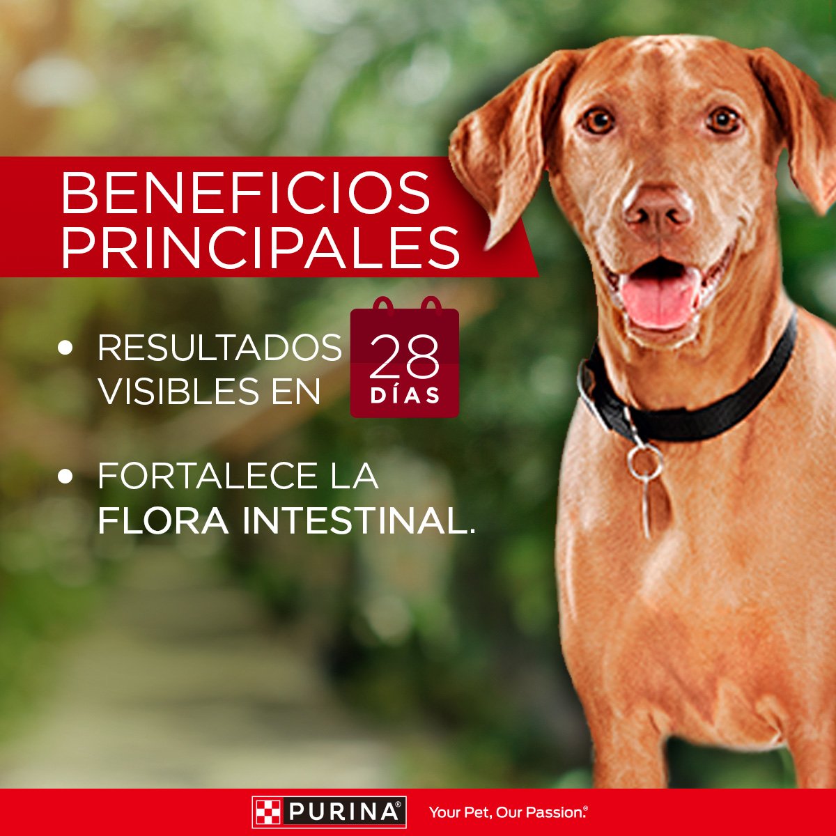 Purina ONE Adulto Med Grande Cordero 12kg