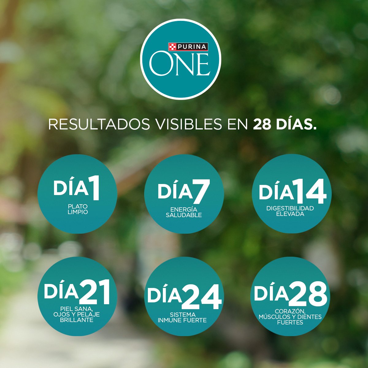 Purina ONE Gatito 16x500g