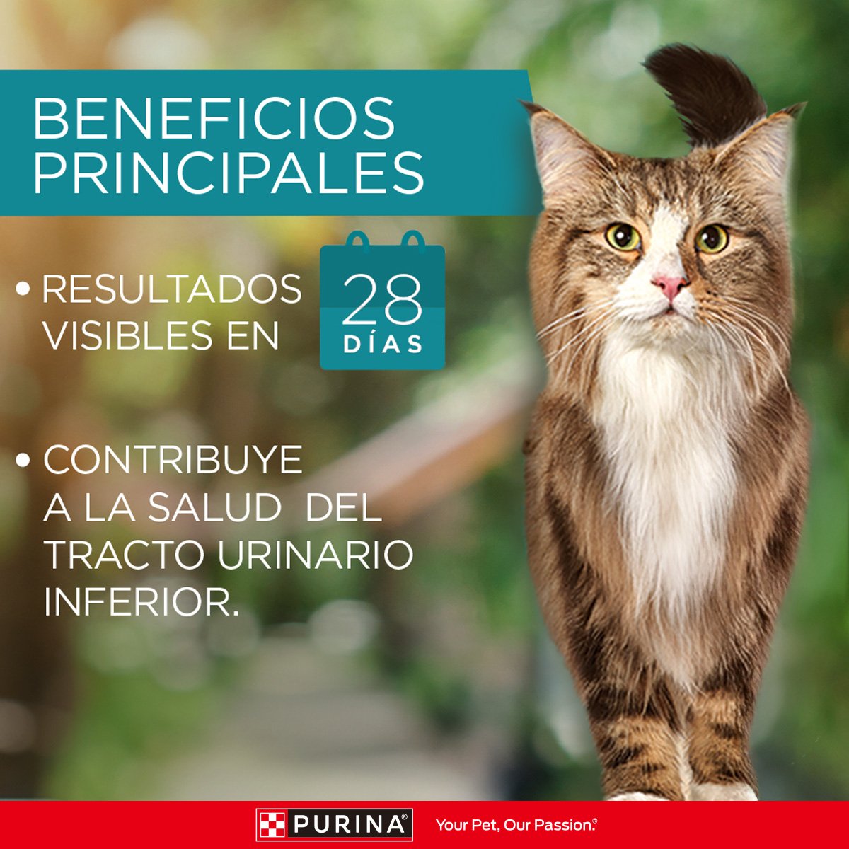 Purina ONE Gato Salmon 16x500g