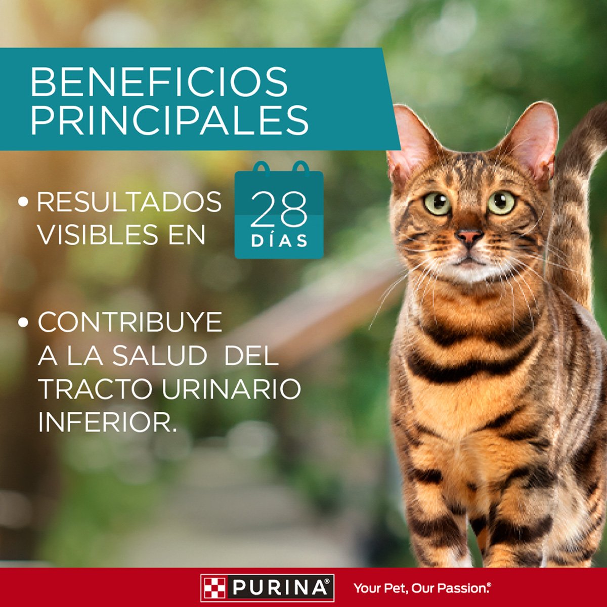 Purina ONE Esterilizado Salmon 6kg