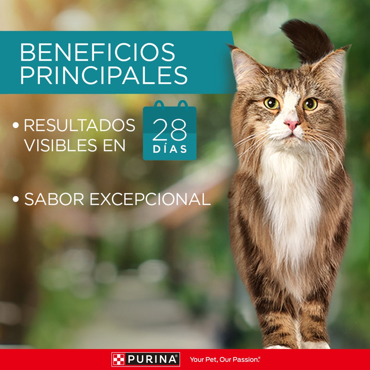 Purina ONE Gatos Superfoods AdtYEstlz 15x85gXI
