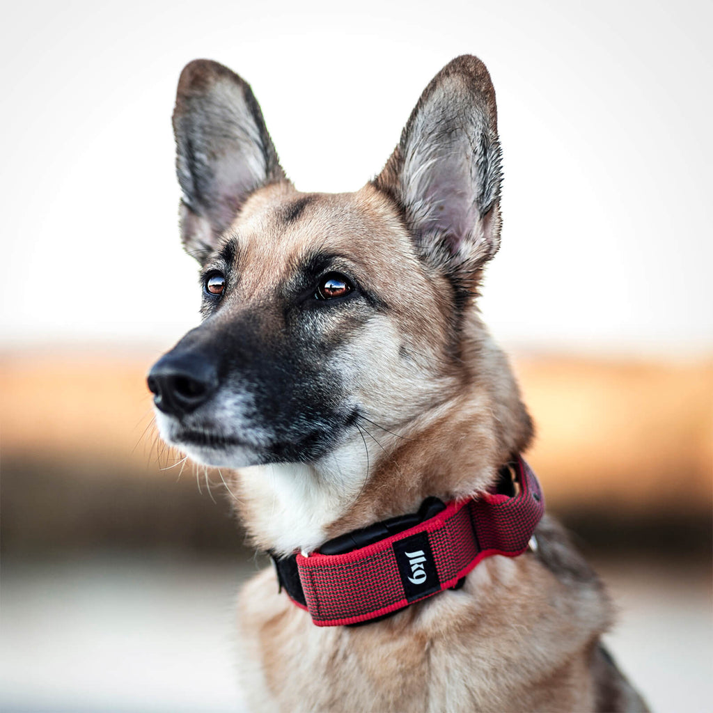 Collar Julius-K9 Color & Gray puesto en un pastor alemán