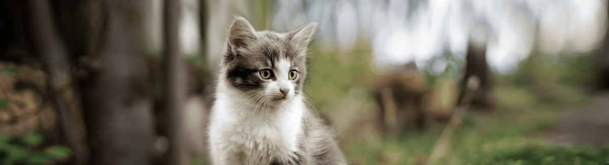 Gatos