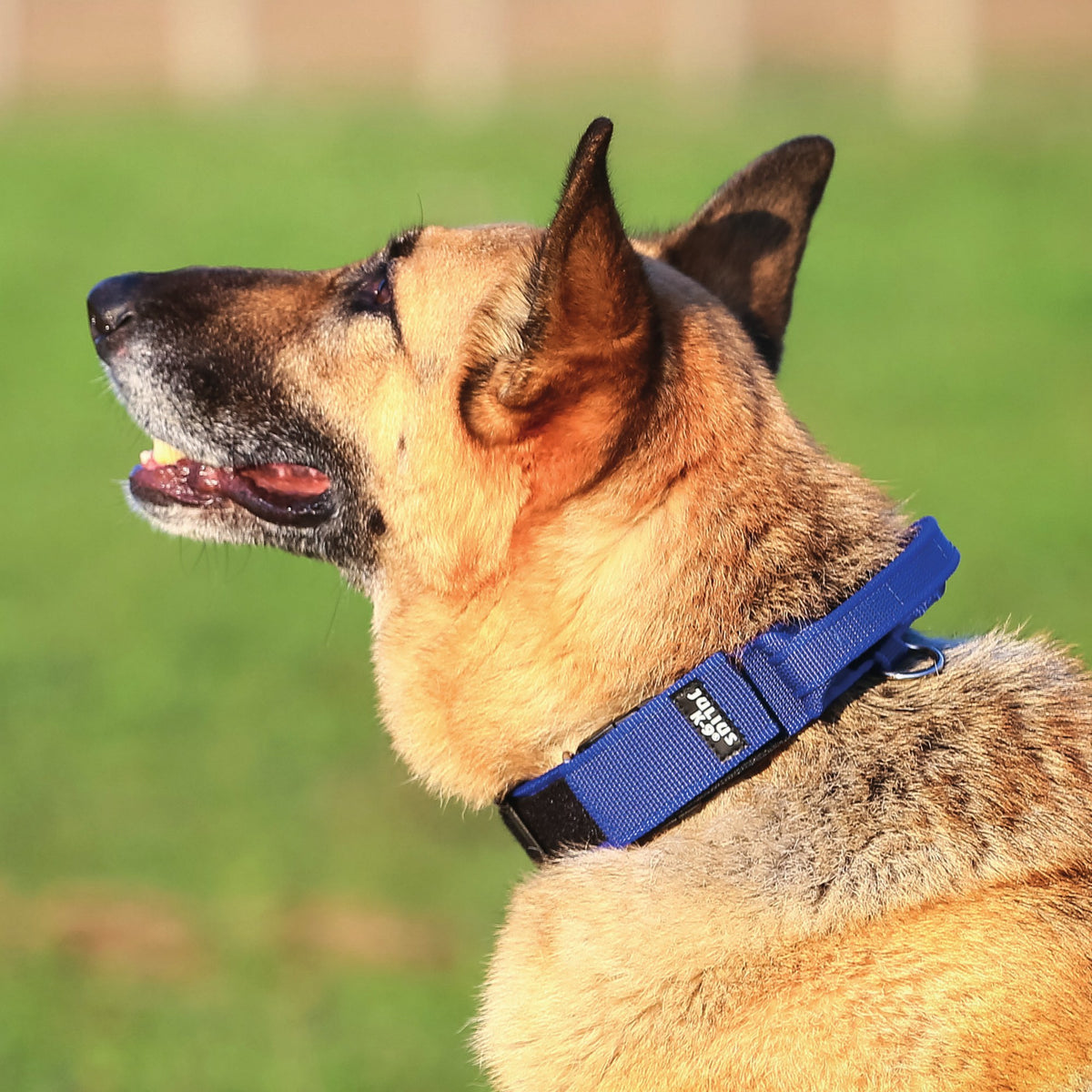 Julius-K9 C&G Series K9 — Collar con asa y bloqueo 50 mm