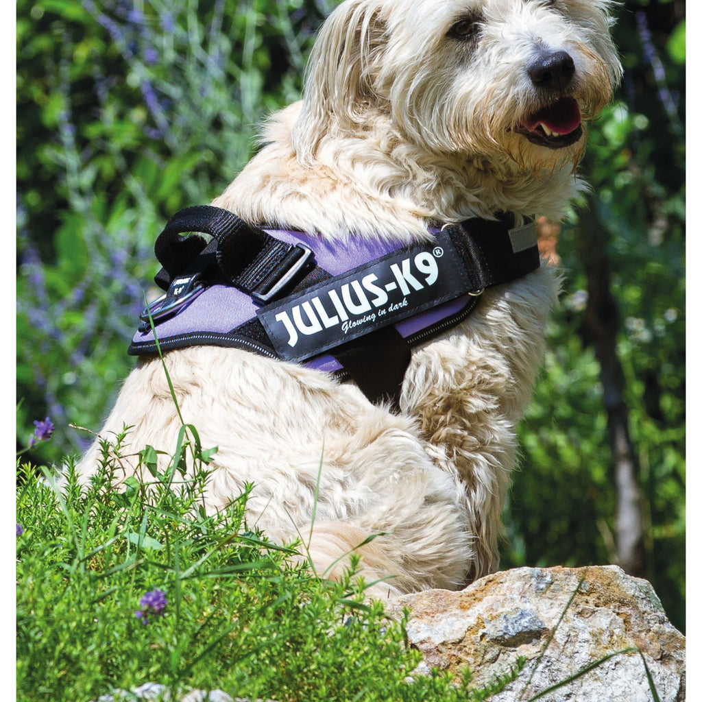Julius-K9 IDC Powerharness — Arnés