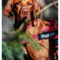Julius-K9 C&G Series IDC — Arnés de correa