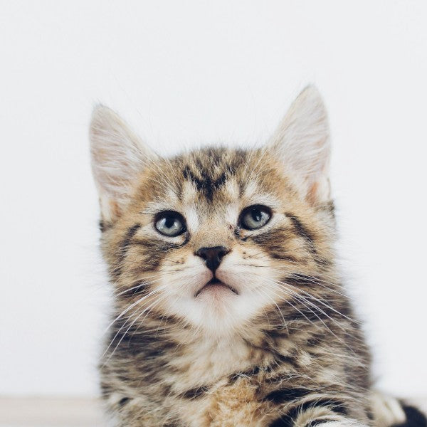 Gatitos