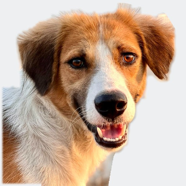Perros medianos