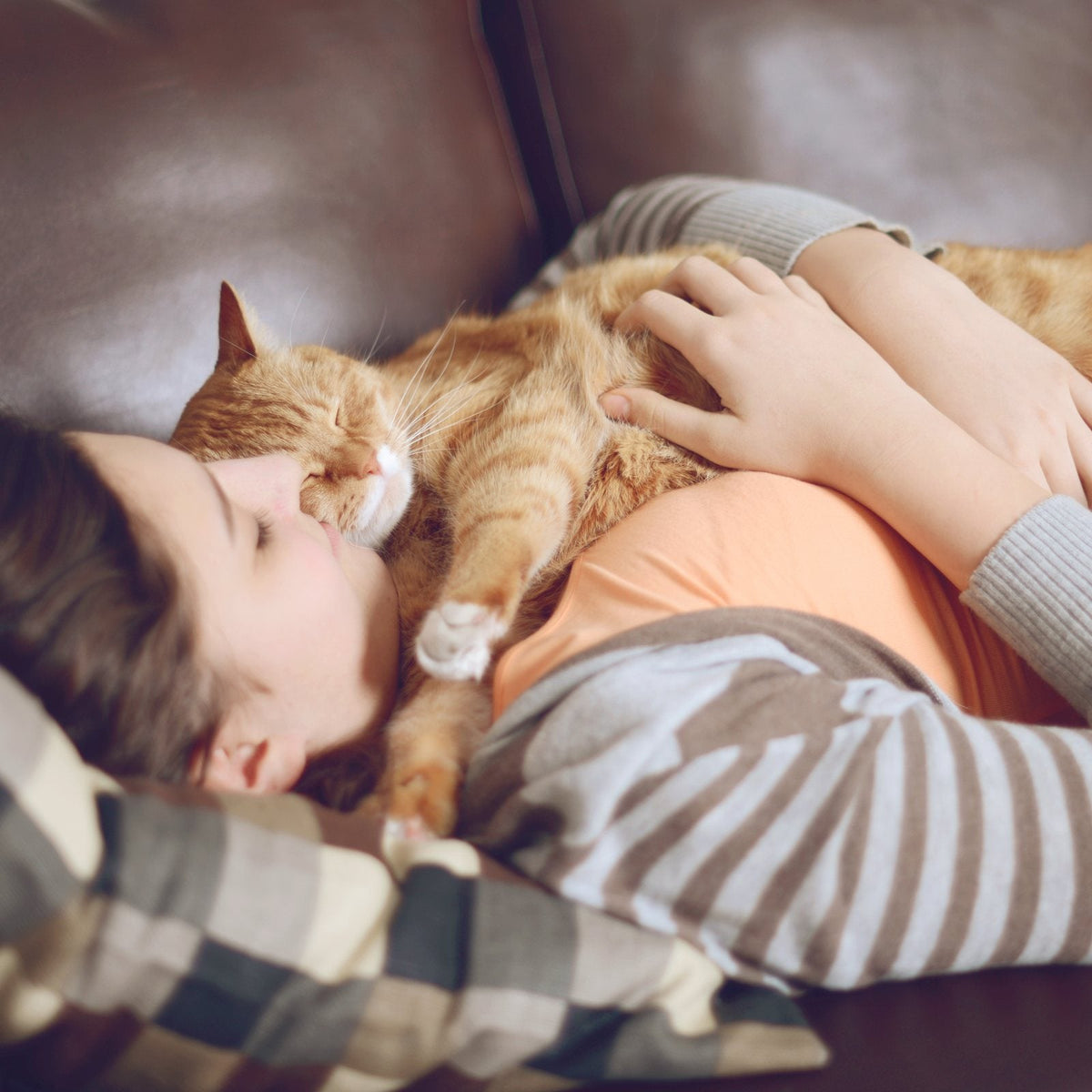 Gato descansando en casa junto a su dueña