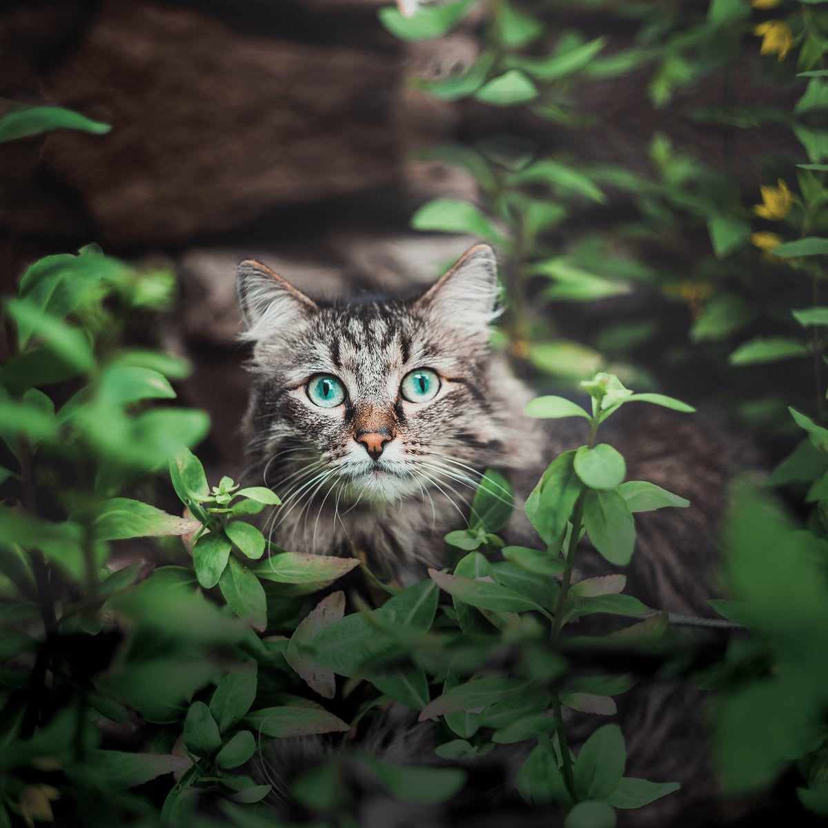 Gato adulto de pelo largo entre la vegetación